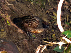 Odontophorus atrifrons
