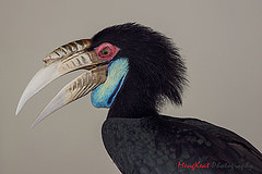 Rhyticeros undulatus