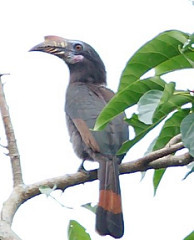 Penelopides manillae