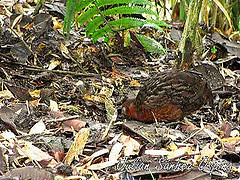 Odontophorus hyperythrus