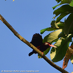 Galbalcyrhynchus leucotis