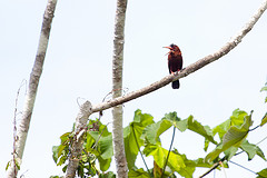 Galbalcyrhynchus purusianus