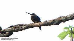 Brachygalba goeringi