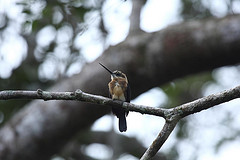 Brachygalba lugubris