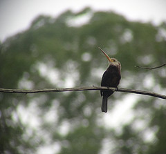 Brachygalba albogularis