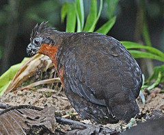 Odontophorus melanonotus