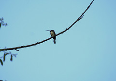 Jacamaralcyon tridactyla