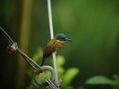 Galbula chalcothorax