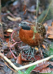 Odontophorus speciosus