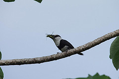 Notharchus hyperrhynchus