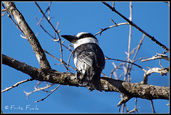 Notharchus macrorhynchos