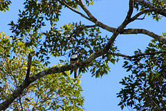 Notharchus swainsoni