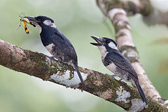 Notharchus pectoralis