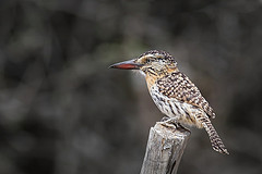 Nystalus striatipectus