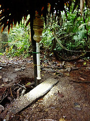 Odontophorus strophium