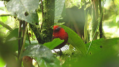 Malacoptila semicincta