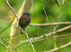 Malacoptila fulvogularis