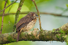 Malacoptila panamensis