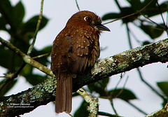 Malacoptila mystacalis