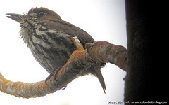 Micromonacha lanceolata