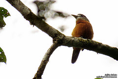 Hapaloptila castanea