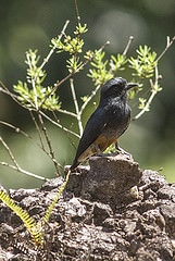 Chelidoptera tenebrosa