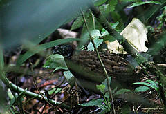 Odontophorus leucolaemus