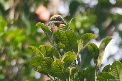 Capito brunneipectus