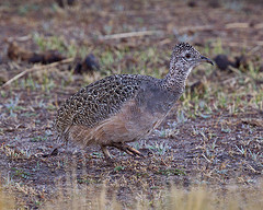 Nothoprocta cinerascens