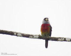 Semnornis ramphastinus