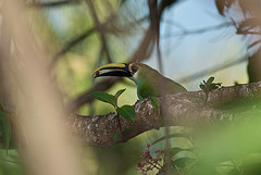 Aulacorhynchus wagleri