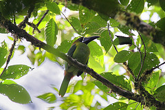 Aulacorhynchus caeruleogularis