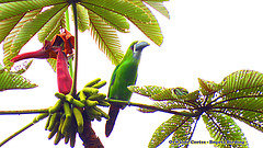 Aulacorhynchus lautus