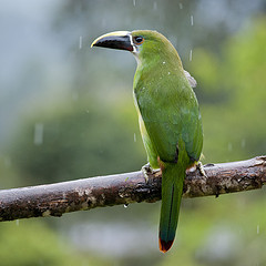 Aulacorhynchus albivitta