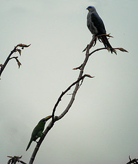 Aulacorhynchus atrogularis