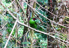 Aulacorhynchus sulcatus