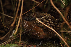 Odontophorus guttatus