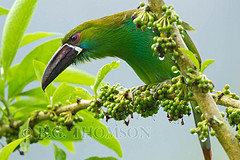 Aulacorhynchus haematopygus