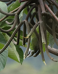 Aulacorhynchus coeruleicinctis