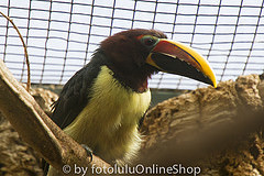 Pteroglossus viridis