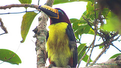 Pteroglossus inscriptus