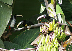 Pteroglossus aracari