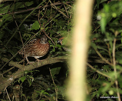 Dactylortyx thoracicus