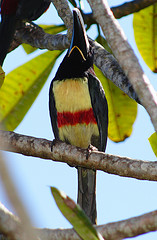 Pteroglossus castanotis