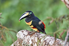 Pteroglossus pluricinctus