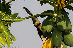 Pteroglossus torquatus