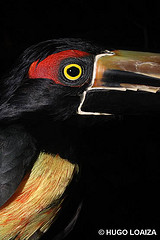 Pteroglossus sanguineus