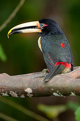 Pteroglossus erythropygius