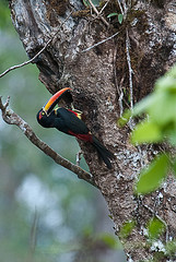 Pteroglossus frantzii
