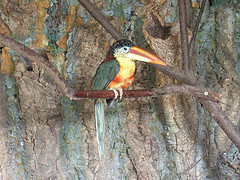 Pteroglossus beauharnaesii